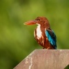 Lednacek hnedohlavy - Halcyon smyrnensis - White-throated Kingfisher o5363